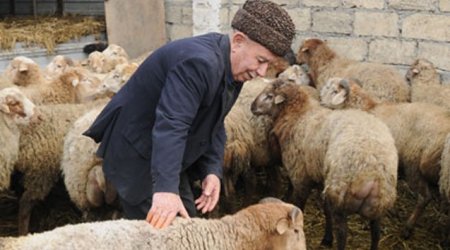 Qurban ətinin satılması haramdır - QMİ-dən tövsiyələr