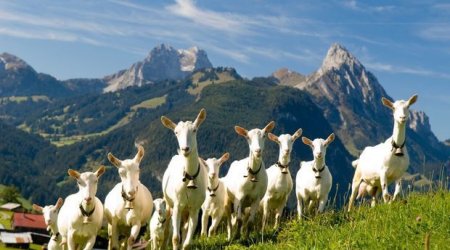 Türkiyə klubu futbolçu əvəzinə keçi aldı