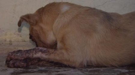 Sumqayıtda vəhşilik - İtin gözləri oyulub