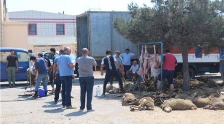 70-dən çox qurbanlıq qoyun tələf oldu - SƏBƏBİ... - FOTOLAR