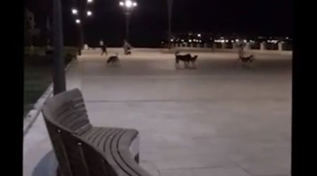 Bakı Bulvarında itlər insanlara hücum etdi - VİDEO