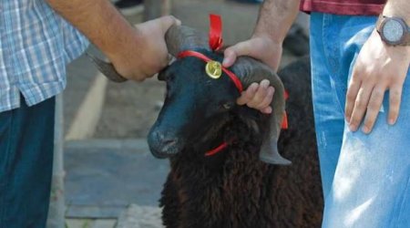 Qurbanlıq vətəndaşa neçəyə başa gəlir? - FOTO