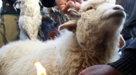 Qurban bayramında acınacaqlı vəziyyət - VİDEO