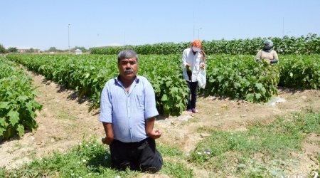 Bu il 94 ton taxıl tədarük edən fiziki məhdudiyyətli azərbaycanlı - FOTOLAR