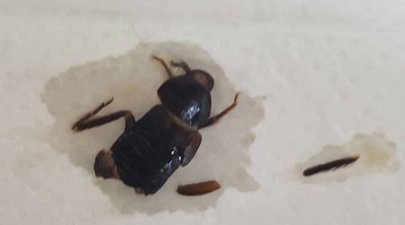 Bakıda qadının uşaqlıq yolundan bu həşarat çıxdı