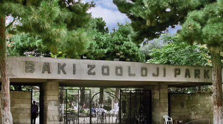 Bu tarixdən Bakı Zooparkı bağlanır