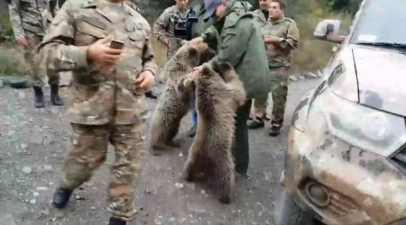 Ayılar Qarabağda Paşinyanın qarşısını kəsdi - VİDEO