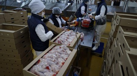 Toyuq əti alan zaman nəyə diqqət yetirməliyik?