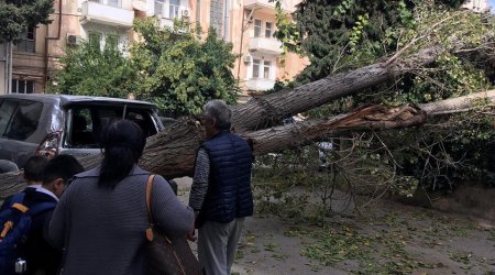 Bakıda ağac bahalı avtomobilin üstünə aşdı - FOTO 