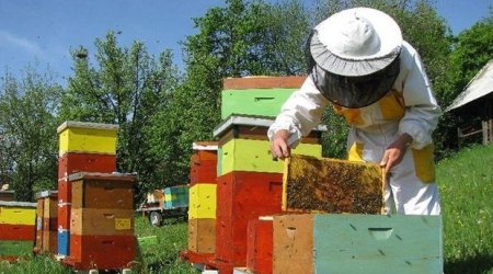 Arıçılara subsidiyaların verilmə müddəti açıqlandı
