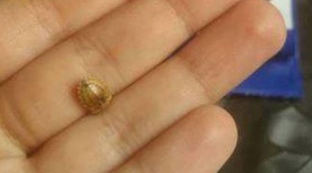 Bakıda qızı üçün günəbaxan tumu alan şəxs şok yaşadı - FOTO