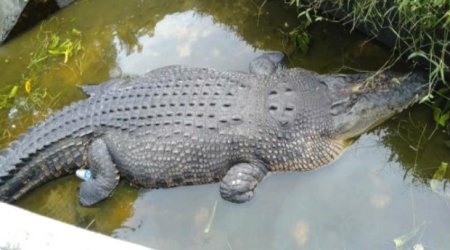 Timsah onu yemləyən alim qadını diri-diri yedi — FOTOLAR