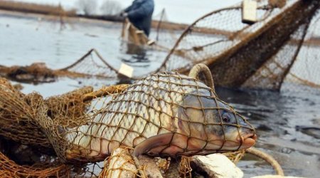 В России задержан азербайджанский браконьер - ВИДЕО