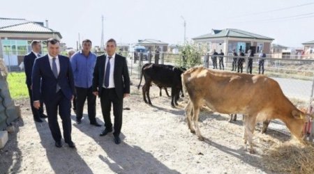 Bir xəstə inəyi kəndliyə 2500 manata sırıyan Nazirliyin 