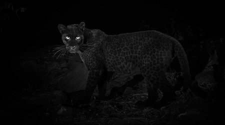 100 ildən sonra bir ilk - Qara leopardın fotoları yayıldı