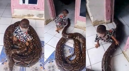 Игра ребенка с огромным питоном попала на ВИДЕО