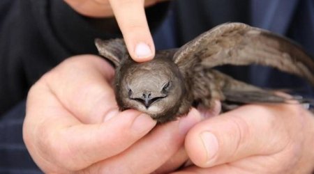 “Quran”da adı keçən nadir quş Lənkəranda tapıldı - FOTO