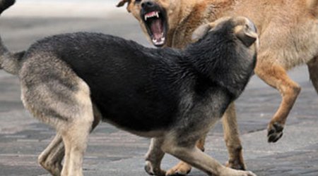 Küçə itlərini kəsib yeyən Fatma saxlanıldı - FOTO