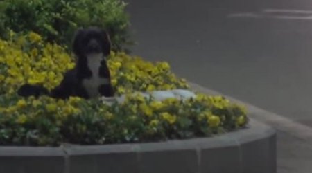 Пес охранял тело погибшего на дороге сородича - ВИДЕО