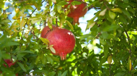 Head of Association: Pomegranate growing areas are planned to increase by 4,000 hectares in next five years’