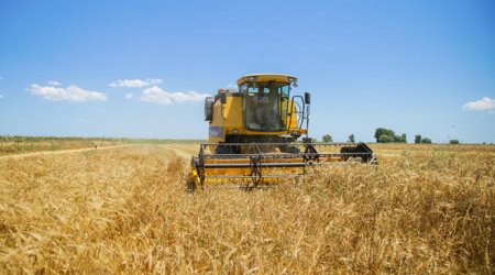 Grain harvest completed on about 800,000 ha of Azerbaijani fields as of July 3