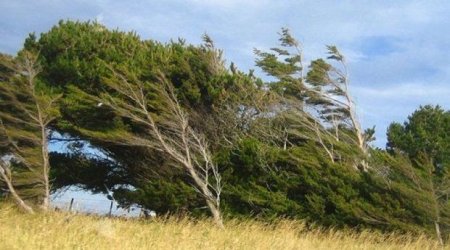 Güclü külək Tovuz və Ağstafada fəsadlar törətdi - FOTO