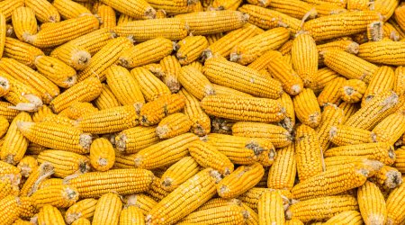 Production of hybrid corn seeds begins in Azerbaijan’s Aghjabadi district