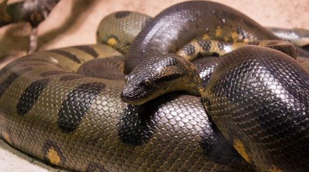 Azərbaycanda dəhşətli ilan öldürülüb: 5.5 metr uzunluqda - FOTO