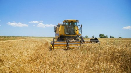 Grain harvest continues in Azerbaijan