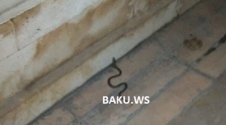 Bakını ilanlar basıb – Bulvar və ticarət mərkəzlərində sürünürlər – VİDEO