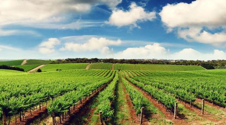 Azərbaycanda gələn ildən aqrar sığorta mexanizmi işə salınacaq