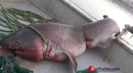 Пятиметровую акулу поймали у берегов Турции