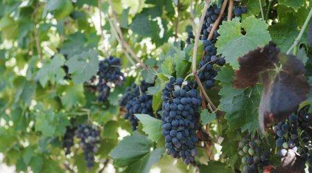 Azerbaijan establishes first cooperative in field of viticulture in Shamakhi District (PHOTO)