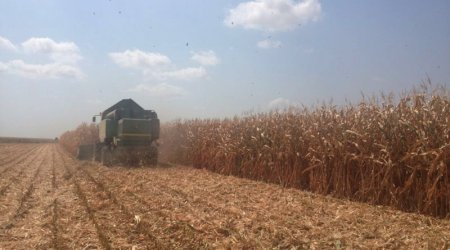 Azerbaijan starts exporting corn (Exclusive)