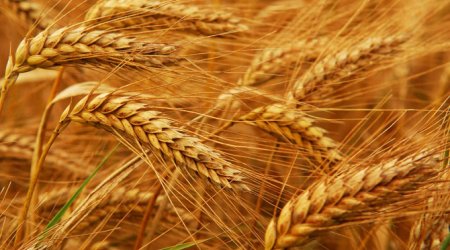Около 50% экспорта зерна Саратовской области приходится на Азербайджан