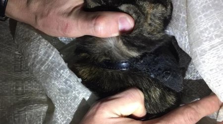 Narko-kuryer pişik tutuldu - VİDEO