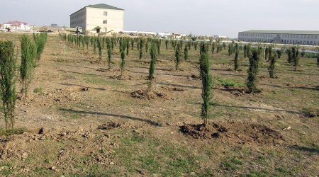 Azərbaycan Ordusu bu ay 200 mindən artıq ağac əkəcək