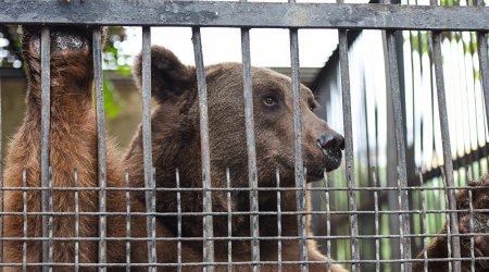 Bakı sakinlərinin çoxdan gözlədiyi XOŞ XƏBƏR - Zooparkın açılış vaxtı bilindi