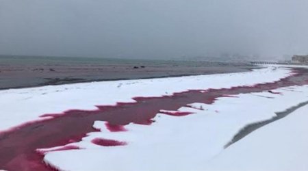 Xəzər suları “qana” boyandı, insanlar qorxuya düşdü - VİDEO