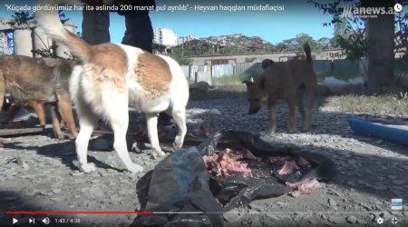 Küçədə gördüyümüz hər itə  200 manat pul ayrılıb. Bu pullar nəyə xərclənir? - VİDEO