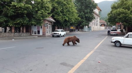 Vətəndaşlara XƏBƏRDARLIQ! Azərbaycanda şəhərin mərkəzində ayı peyda olub - Ehtiyatlı olun! - FOTO