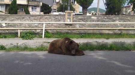 Бродившего в центре Шеки медведя поймали - ВИДЕО