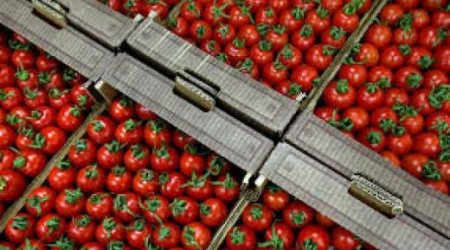 Россельхознадзор с 1 июля разрешает ввоз томатов еще с 11 предприятий Азербайджана
