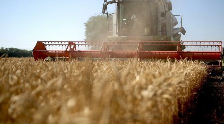 Россия снижает пошлину на экспорт пшеницы