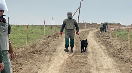 Cocuq Mərcanlı ərazisində zərərsizləşdirilən minaların sayı AÇIQLANIB