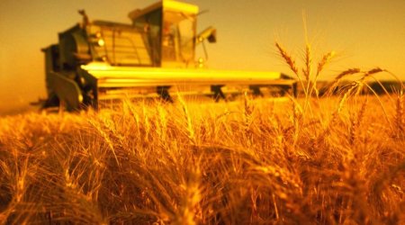Производство сельхозпродукции в Нахчыване выросло на 3,1%