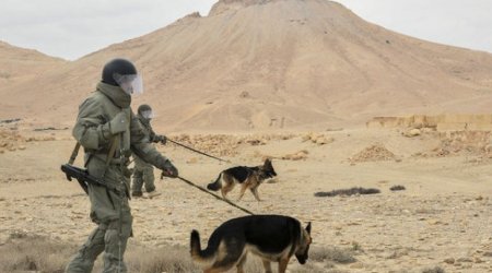 ABŞ-dan Azərbaycana daha 6 baş minaaxtaran it gətiriləcək