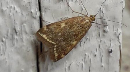 Azerbaijan Academy of Sciences comments on accumulation of butterflies in Baku, Sumgayit