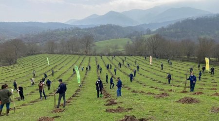 Azerbaijan joins Turkish action, 111,000 trees to be planted