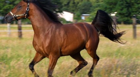 Azerbaijan to start sale of Karabakh horses